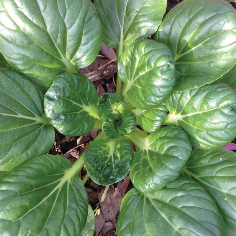 Grow Your Greens!