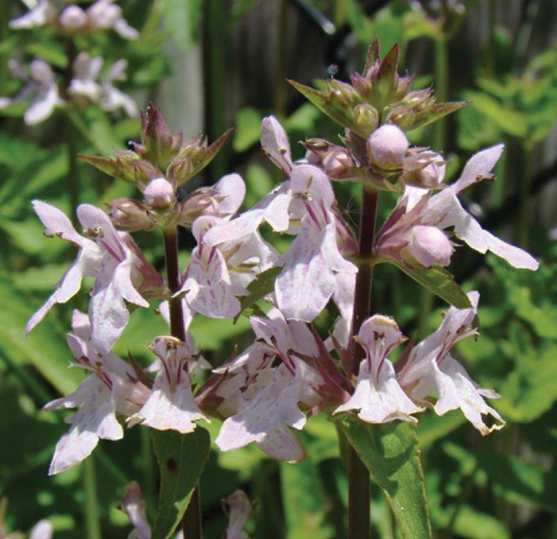 Gardening: March 2017