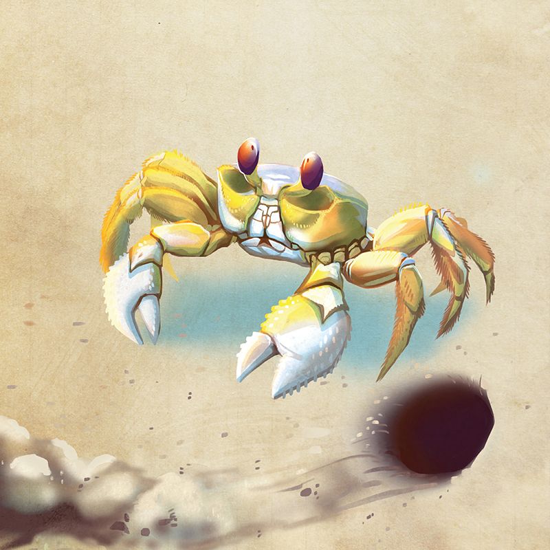 Atlantic Ghost Crab