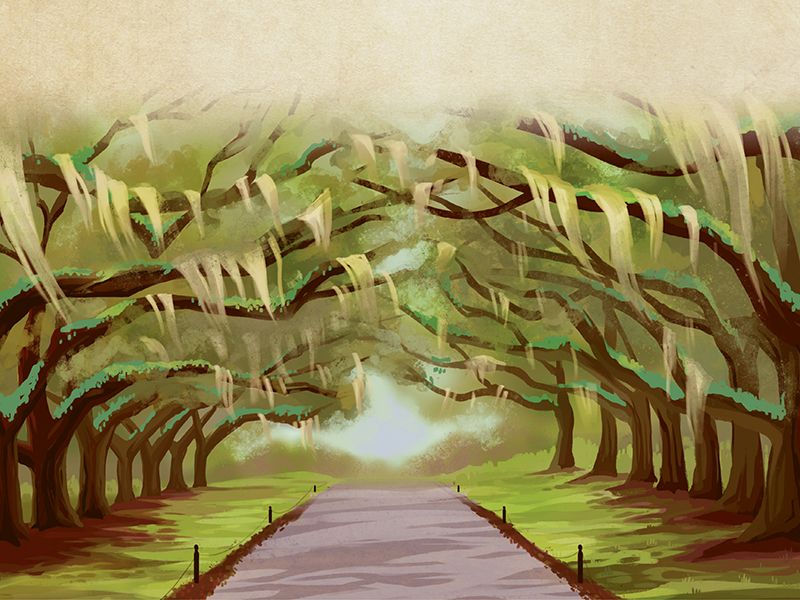 Lowcountry Allées, the Picture-perfect Promenade