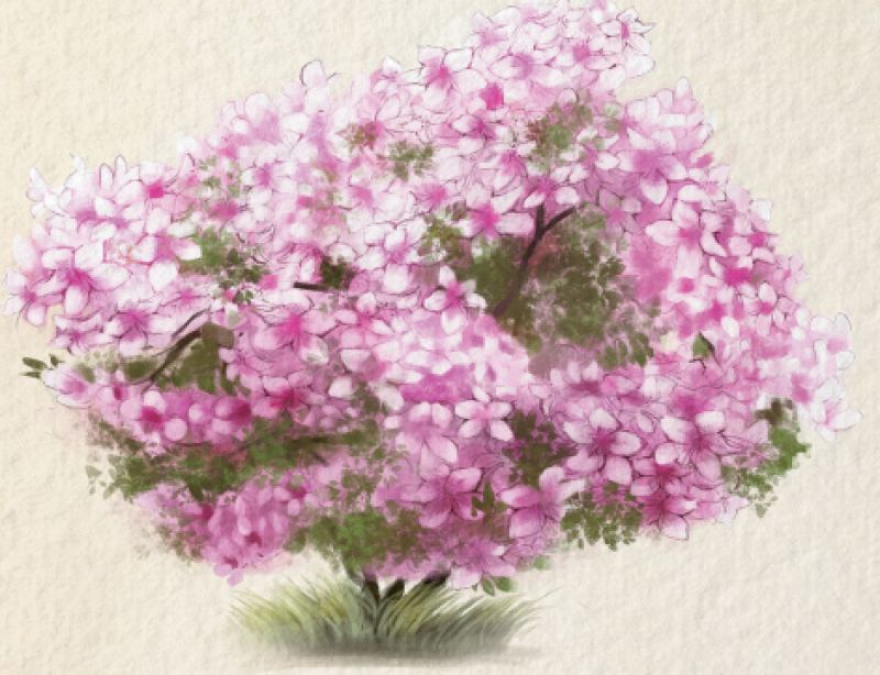 Azalea