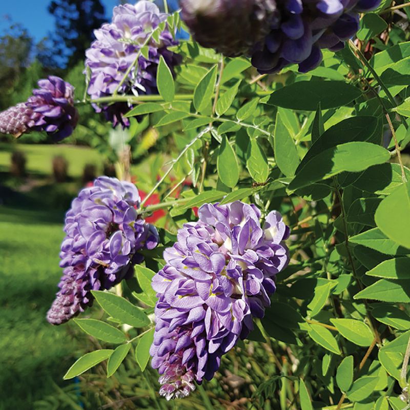 Native Wisteria Offers Swoon-Worthy Blooms Without an Invasive Growth Habit
