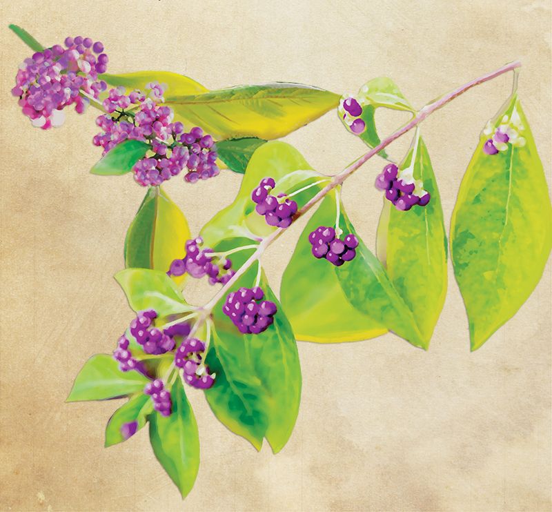 So Charleston: Learn why locals have long planted the American beautyberry