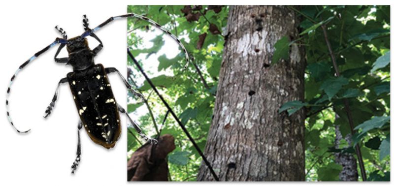 An Invasive Species Causes Beetle Mania