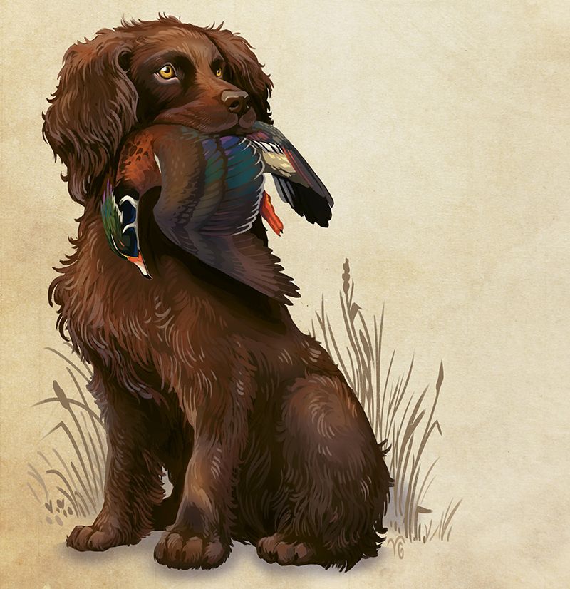 Boykin Spaniel