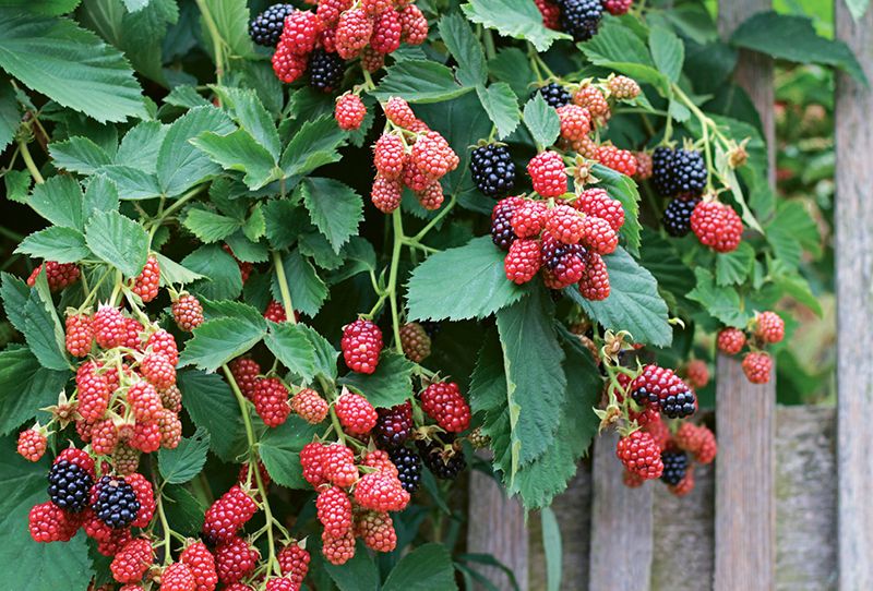 Bramble On