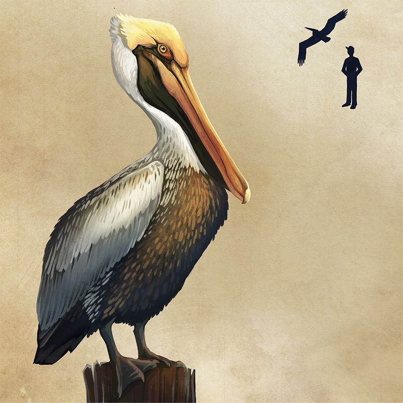 Brown Pelican