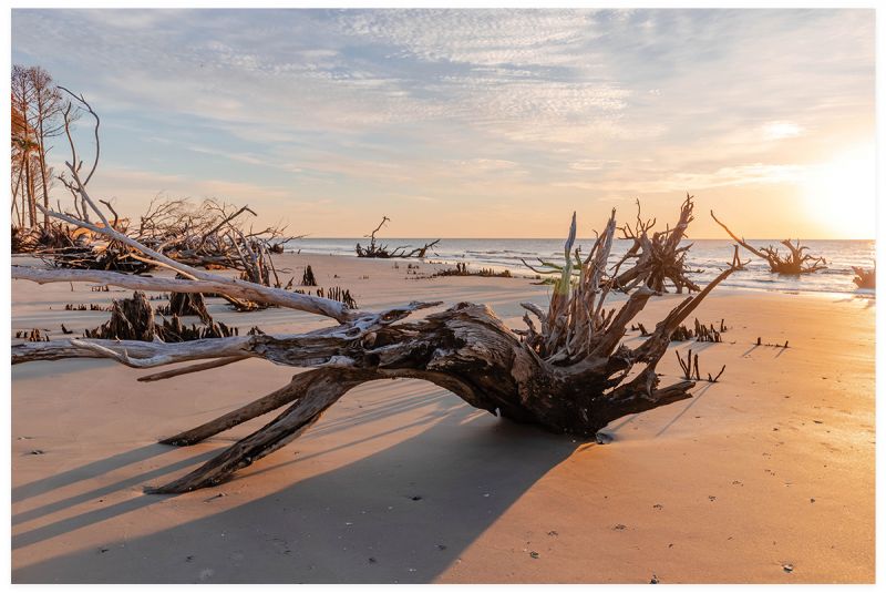 Taking Bulls Island by Storm: 35 Years After Hurricane Hugo’s Devastation