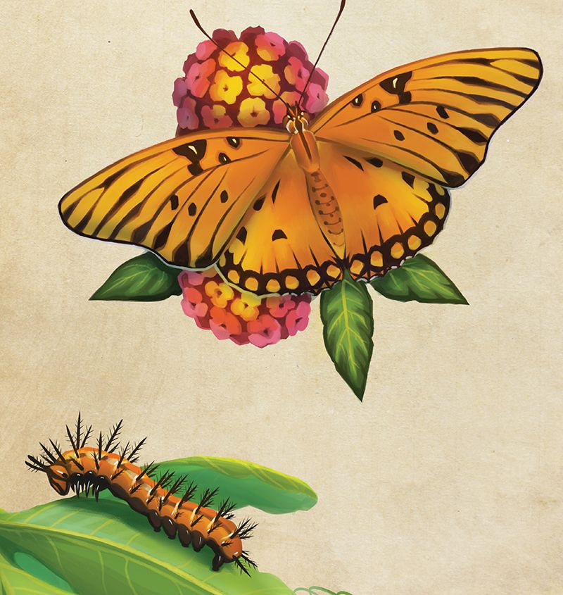 Gulf Fritillary