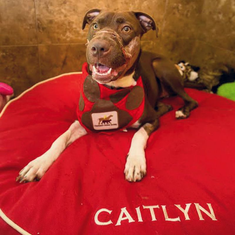 Nonprofit of the Year Finalist, Charleston Animal Society