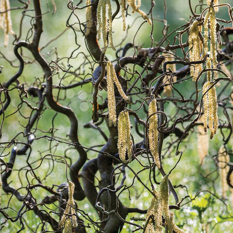 A Creepy-Cool Shrub