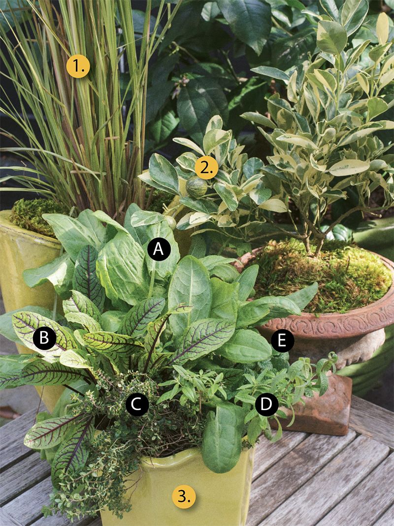 Three plants for a citrus flavor-forward container