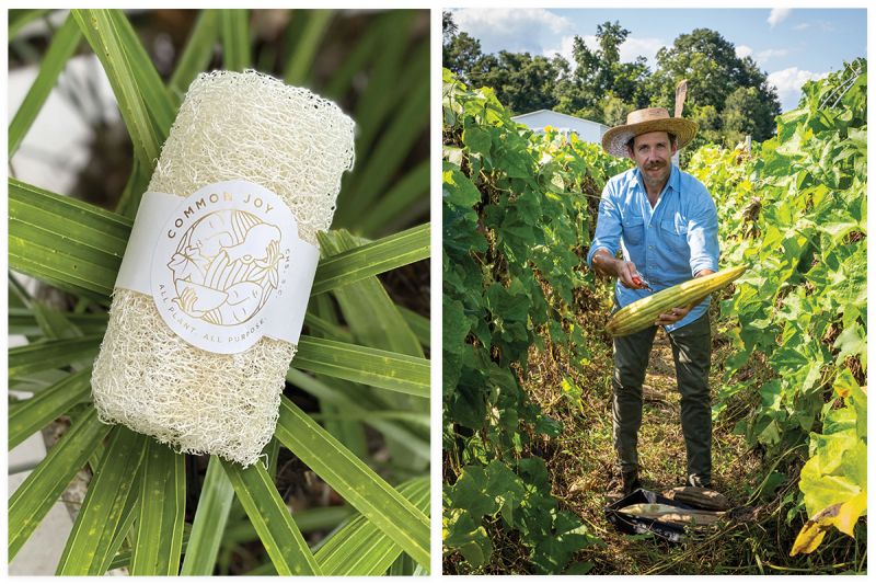 Clean Harvest: Farming organic luffa sponges on John’s Island