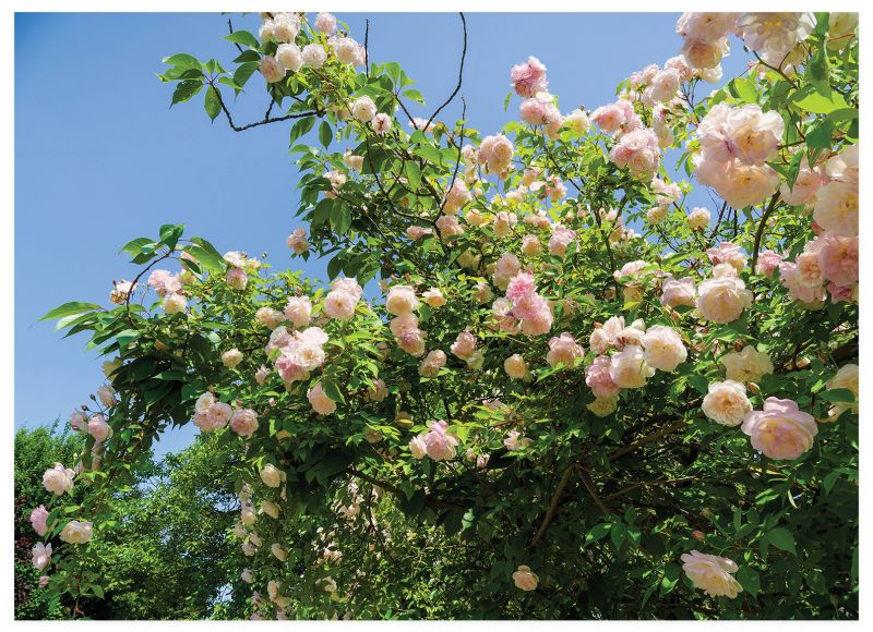Discover the Beauty: How Noisette Roses Bloomed from Charleston to Fame