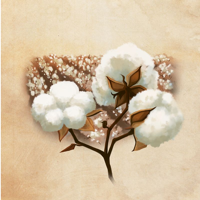 Cotton