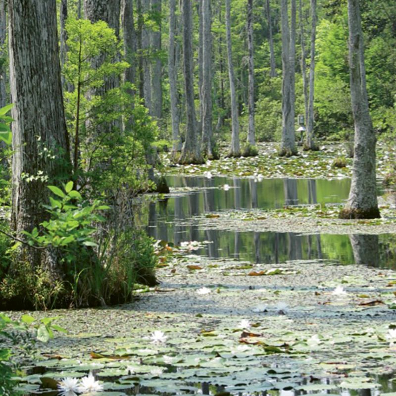 Back to the Swamp
