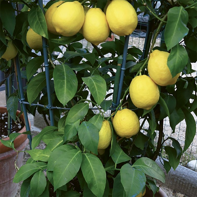 Dig In - September Gardening Events