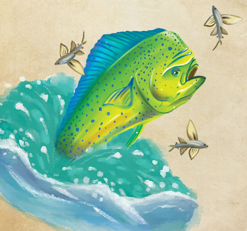 Fresh Catch - Why mahi-mahi is a popular offshore game fish