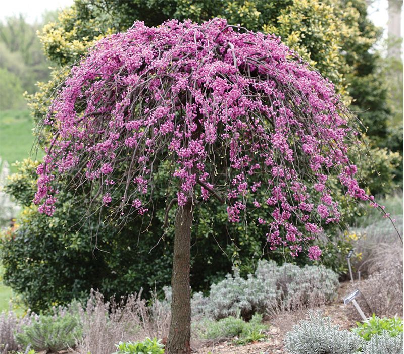 Three of the best weeping trees for Charleston green spaces