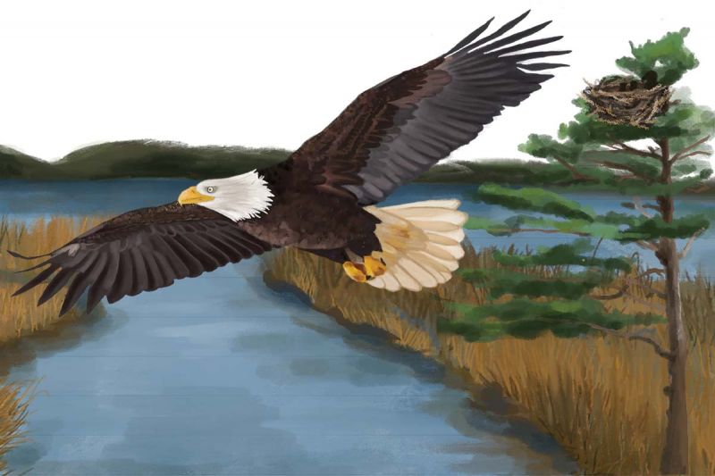 Discover why the bald eagle became a patriotic symbol