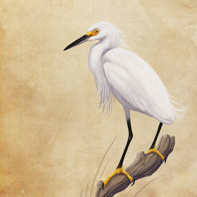 Snowy Egret