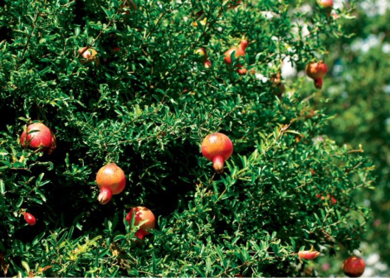 Elegant Harvest