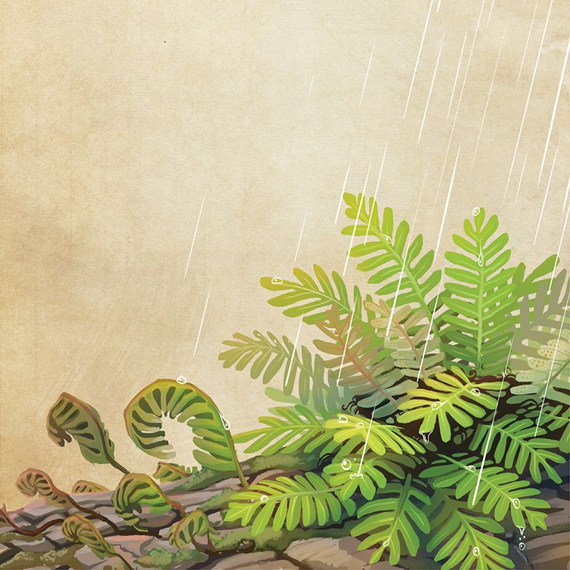 Resurrection Fern