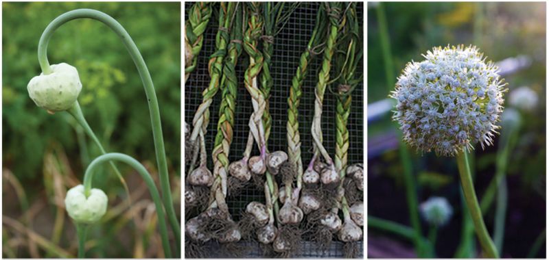 Plant Garlic In October For Warm-Season Scapes, Cloves, and Blooms