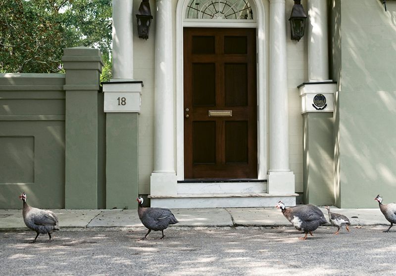 Fowl Play