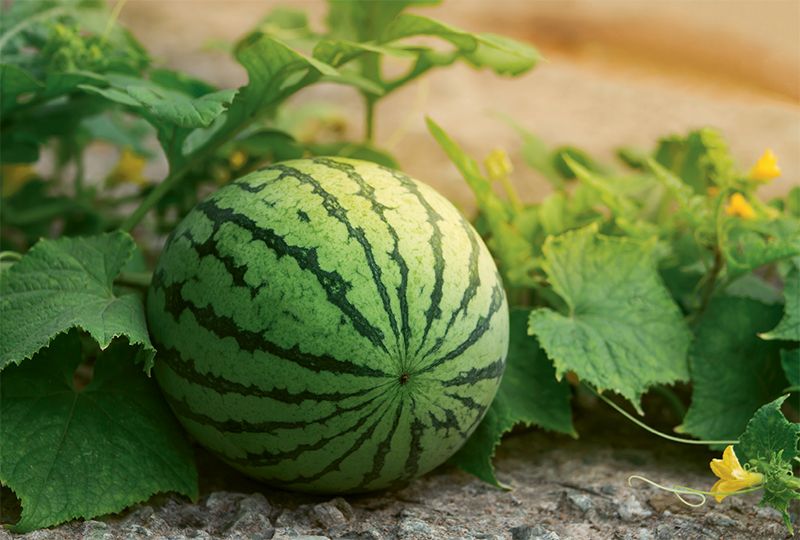 Growing the Biggest, Juiciest Melons