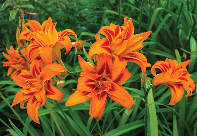 Gardening - June 2021