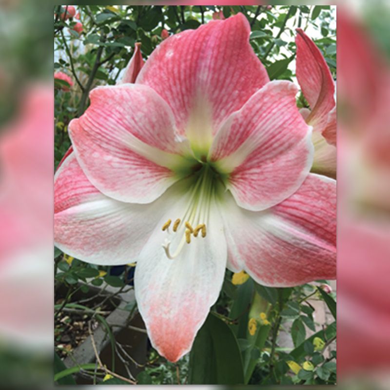 Garden Tours, Volunteer Opportunities, and Shopping for Amaryllis Bulbs