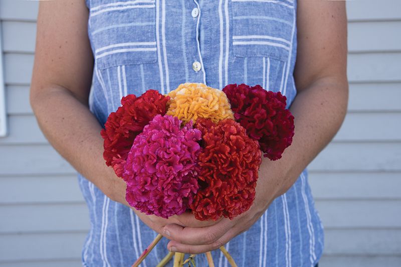 Start These Flowers, Veggies, and Vines from Seed