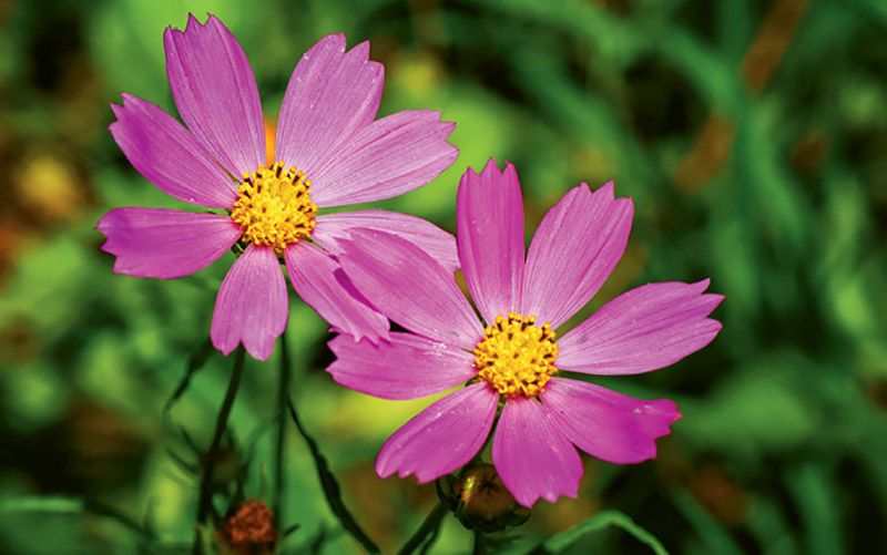 Gardening: May 2018
