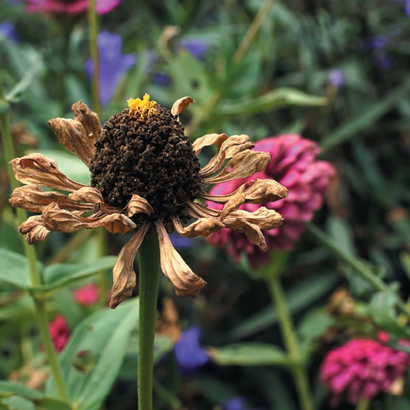 Gardening: August 2018