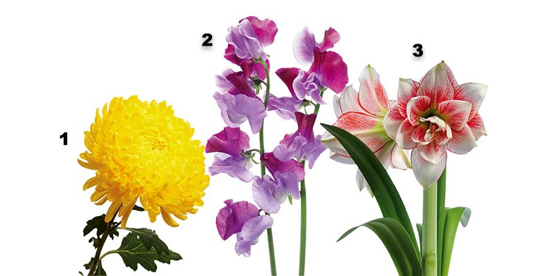 Gardening: February 2018
