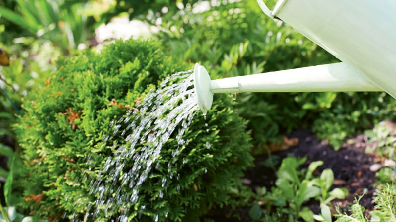 Gardening: December 2018