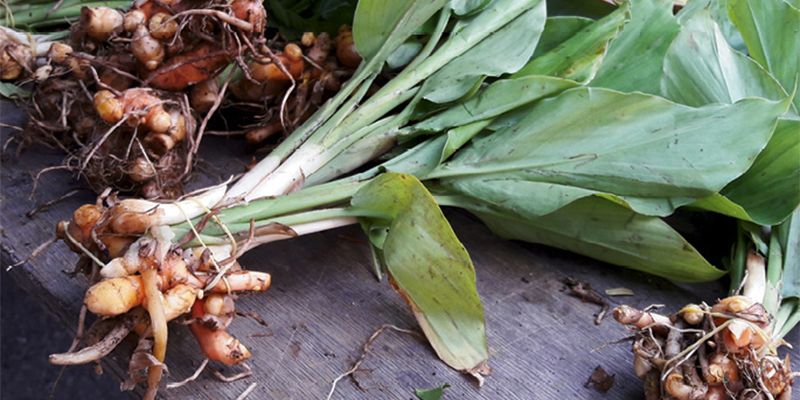 Gardening: March 2018