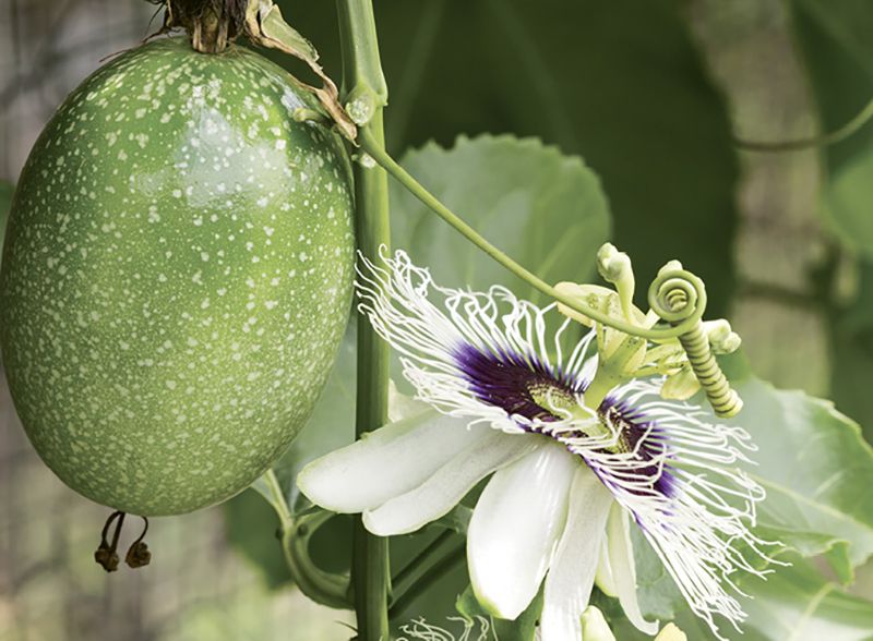 Gardening: September 2018