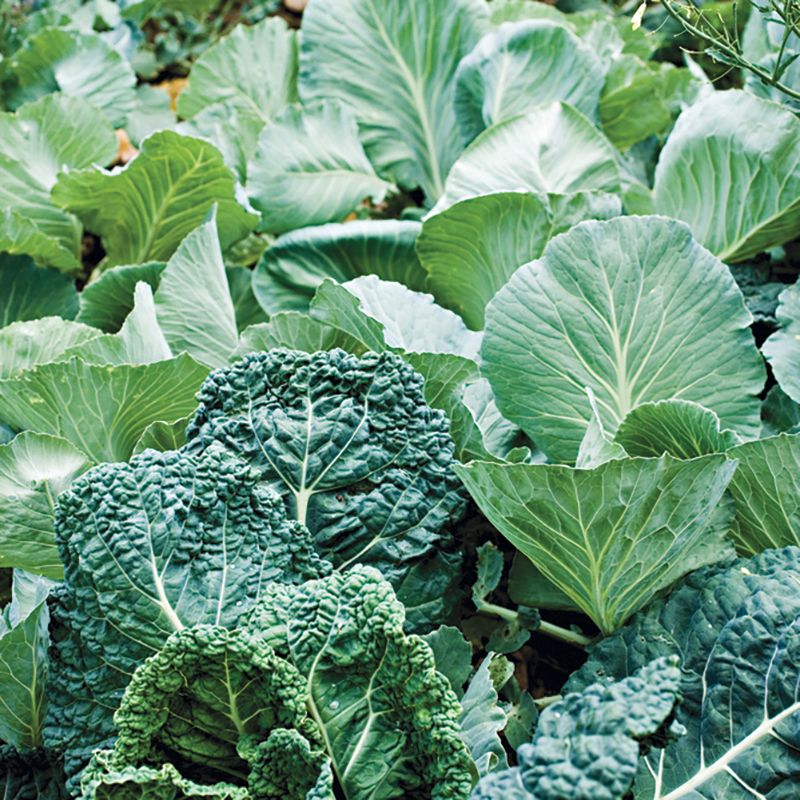 Dig In - August Gardening Events