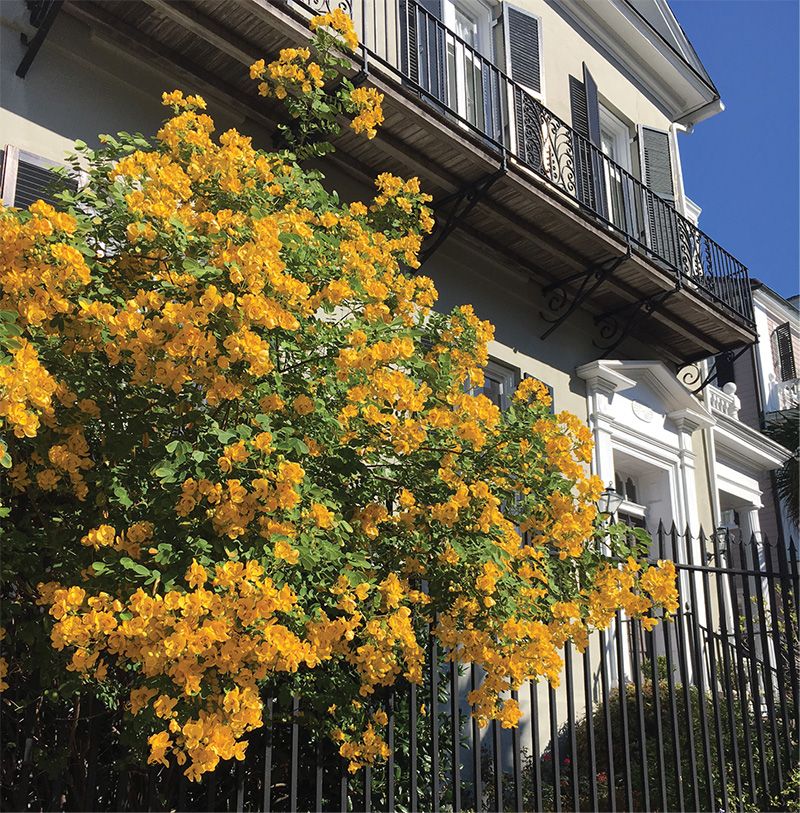 Meet the shrub striking gold this November