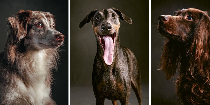 Gone to the Dogs