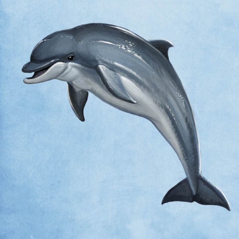 Bottlenose Dolphin