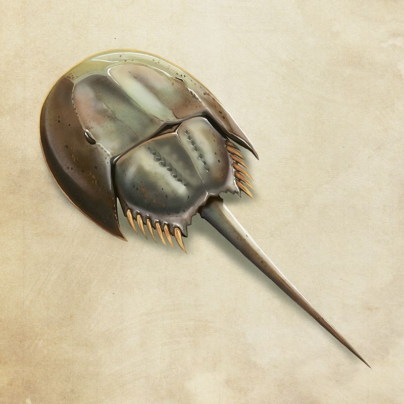 Horseshoe Crab