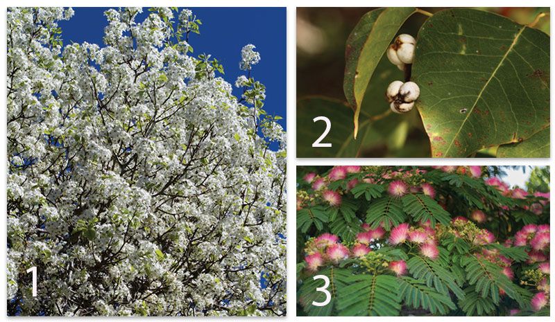 Nine Plants You Need to Get Out of Your Yard Fast!