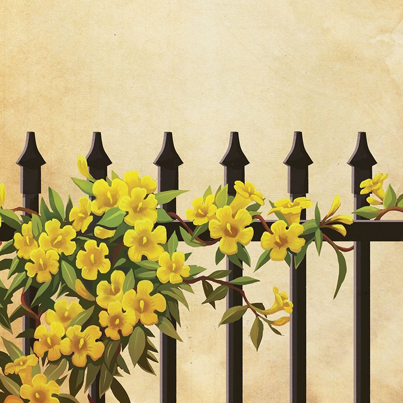 Carolina Jessamine