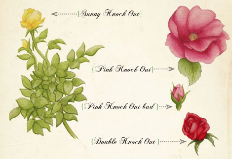 Knock Out Roses