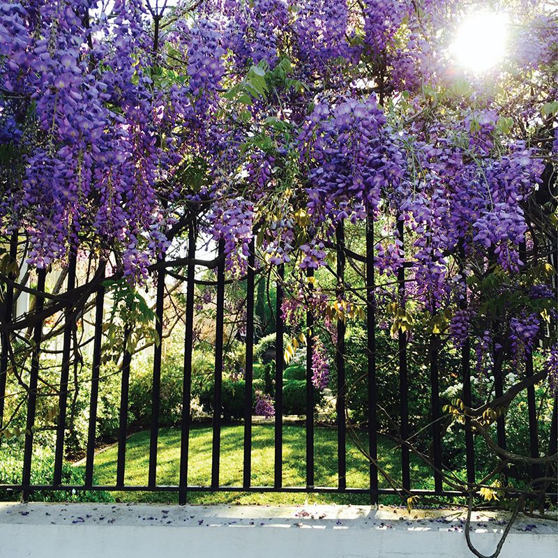 Meeting Street's Famous Wisteria Has Attracted Fans for a Century