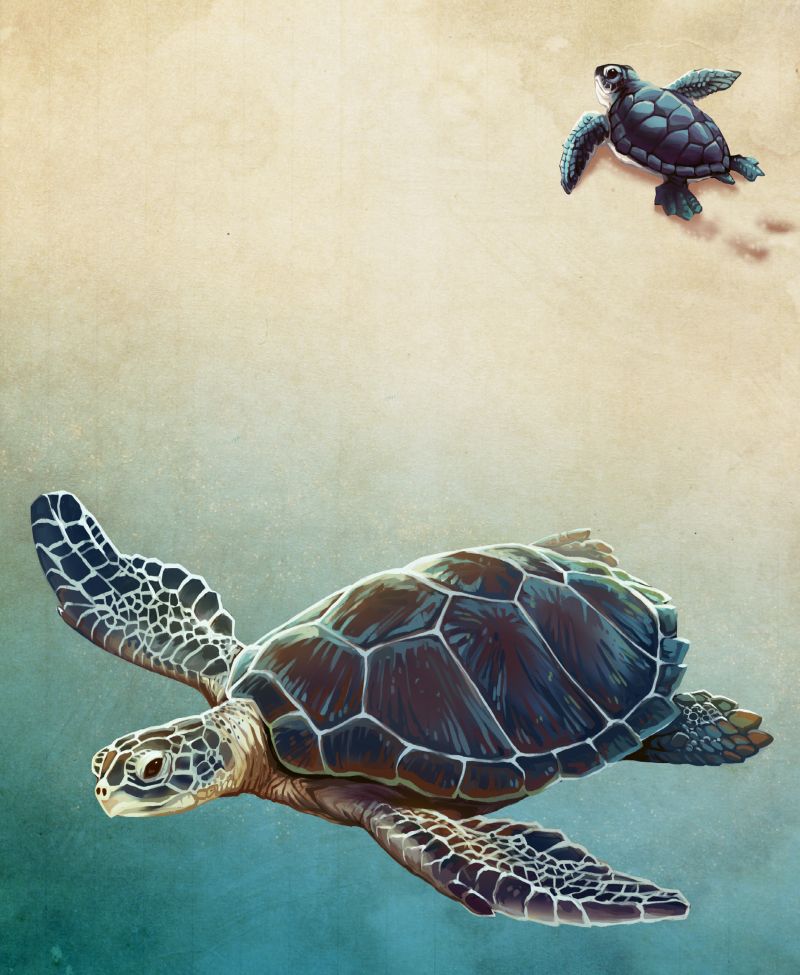 Loggerhead Sea Turtle
