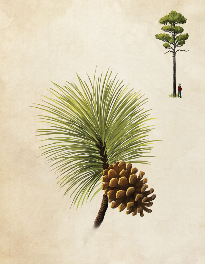 Longleaf Pine
